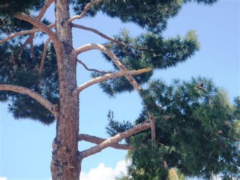 Xtremehorticulture Of The Desert When And How Do You Prune Pine Trees