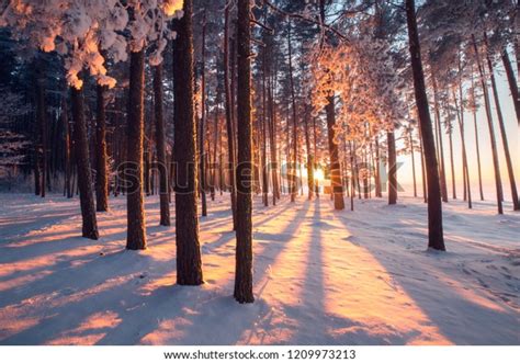 Winter Wonderland Winter Forest Colorful Sunrise Stock Photo Edit Now