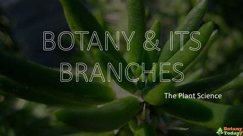 Branches Of Botany Botany Today