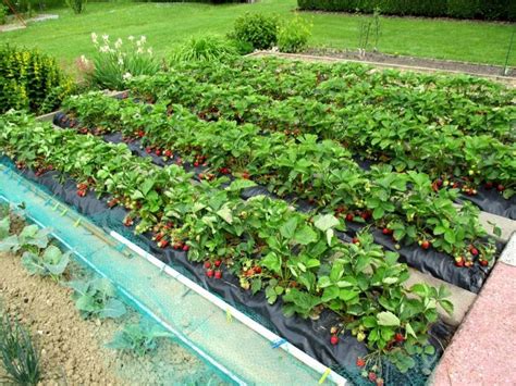 Épinglé sur planter des fraisiers sans entretien sur bache