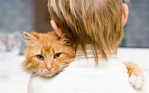 Red Cat Hugging The Owner Wallpapers And Images Wallpapers Pictures Photos