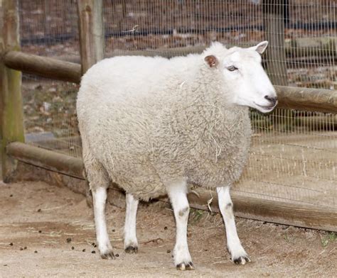 White Sheep A White Sheep Inside A Petting Zoo Royalty Free Stock
