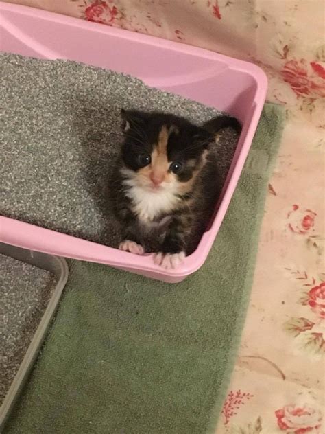 Orphaned Kitten Saved By Woman Who Is A Survivor Just Like Her