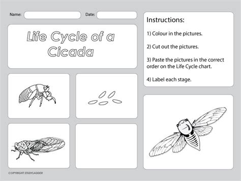 Free Printable Life Cycle Of A Cicada Life Cycles Nat