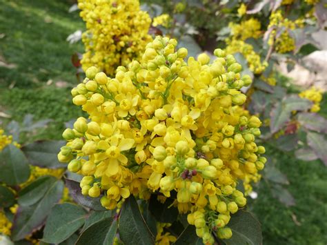 Free Images Tree Nature Fruit Flower Food Produce Evergreen