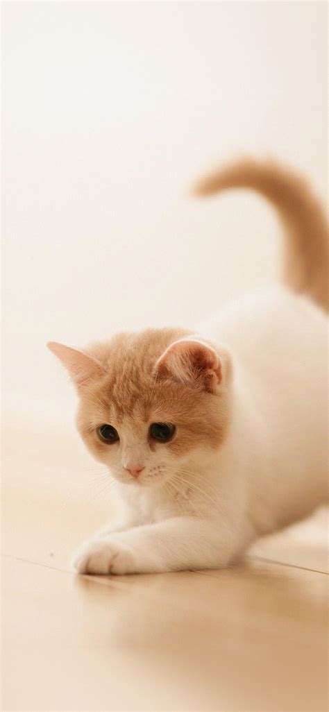 Ap58 Cute Cat Kitten Animal Wallpaper