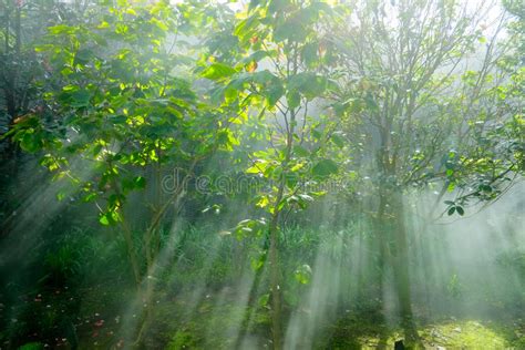 Crepuscular Rays In A Forest Stock Photo Image Of Rays