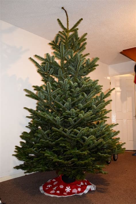 Tantrums To Smiles A Beautiful Real Christmas Tree From Pines And
