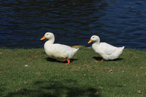 Two White Waddling Ducks Free Stock Photo Public Domain Pictures