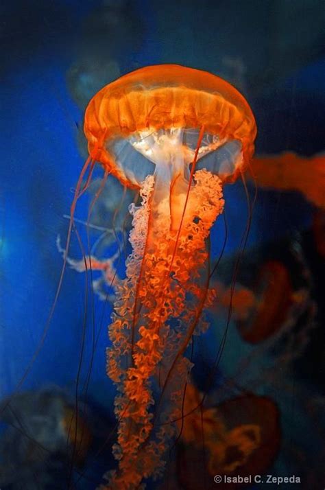 Box Jelly Fish Photograph At Underwater Creatures