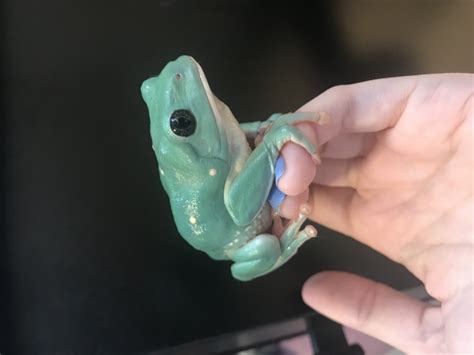 For Sale Mexican Waxy Leaf Frogs Faunaclassifieds