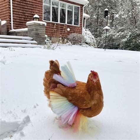 Chickens In Tutus Behold Them And Give Thanks