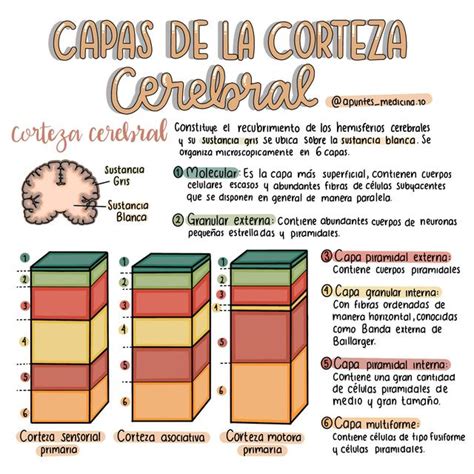 Capas De La Corteza Cerebral Medessence Udocz