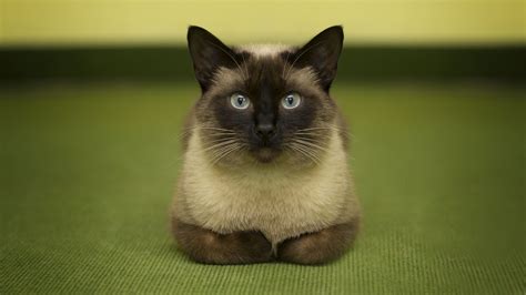 Download Wallpaper 2560x1440 Siamese Cat Cat Glance Widescreen 169 Hd Background