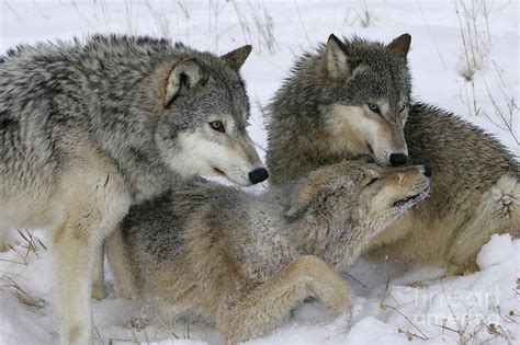 Wolf Social Behavior Photograph By Jean Louis Klein And Marie Luce Hubert