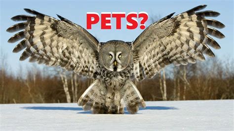 But unlike dogs, which are bred for domestication, owls are wild creatures and keeping. can great grey owls be pets ? - YouTube