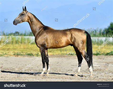 Golden Buckskin Akhal Teke Stallion Standing Foto Stok 1443092723