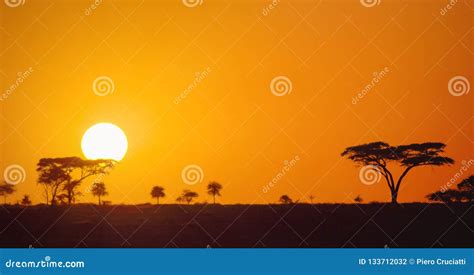 Beautiful Panoramic African Sunset In The Serengeti Park Savannah