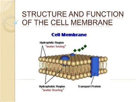 Plant Cell Membrane Function A Labeled Diagram Of The Plant Cell And