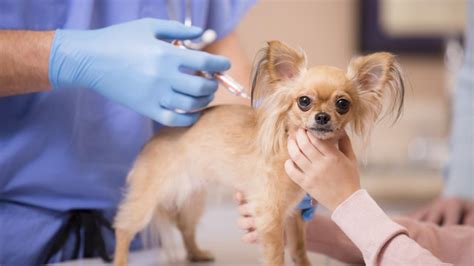 How Much Do Dog Vaccinations Cost Forbes Advisor
