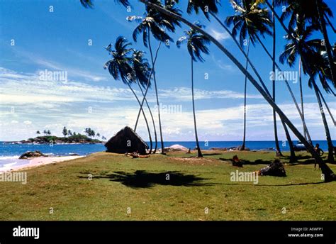Beruwala Sri Lanka Palm Trees And Hut Stock Photo Alamy