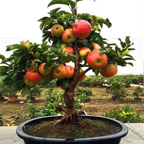 50pcs Very Rare Dwarf Apple Tree Sweet Fruit Planted Fruit Trees Seeds
