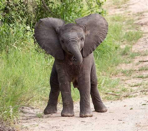 The Daily Cute School Picture Day Elephant Photography Elephant