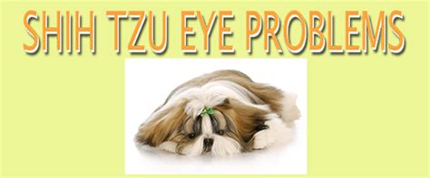 Shih Tzu Eye Problems What You Need To Know Before