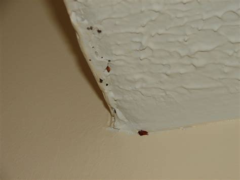 Can Bed Bugs Live In The Ceiling