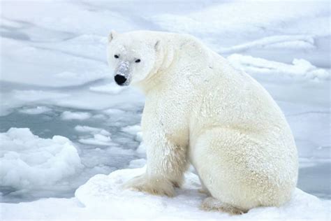 Polar Bears In The Tundra Biome