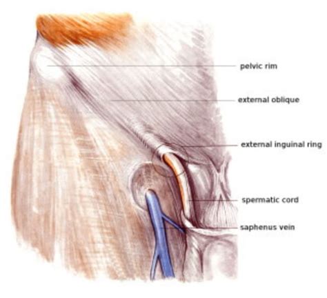 Groin Muscles Diagram Physical Therapy Guide To Groin Strain Choosept