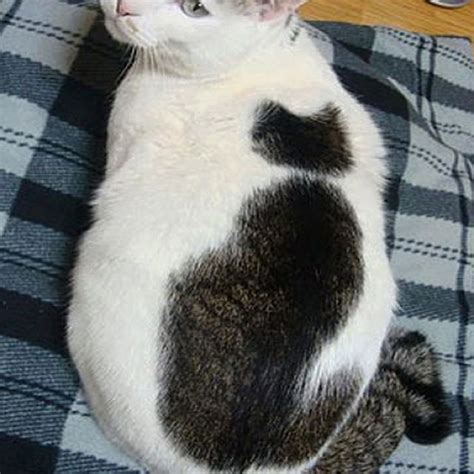 Meet The Cat With A Cat On Its Back Cat Cats Catsagra Flickr