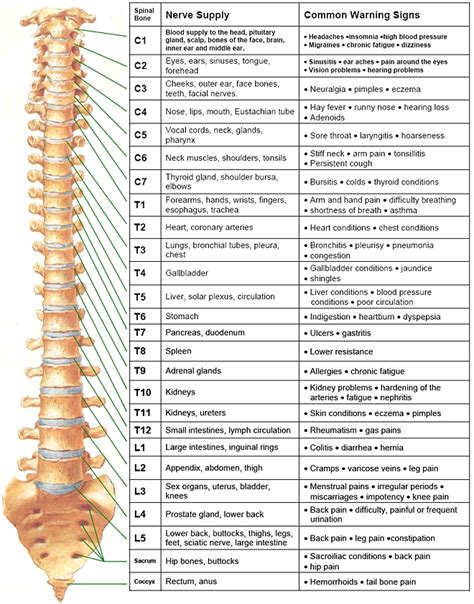 printable spinal nerve chart free printable calendar