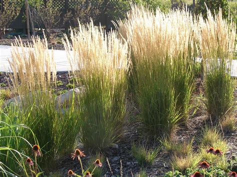 26 Awesome Tall Grass Plants Landscaping Garden Plants