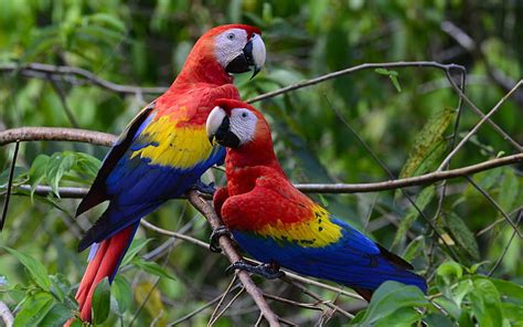 Hd Wallpaper Pair Of Beautiful Colorful Parrots Scarlet Macaws