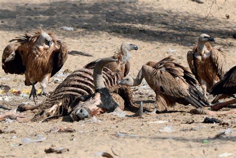 Drug Debacle Diclofenac Was Not The Last Threat For Indias Vultures