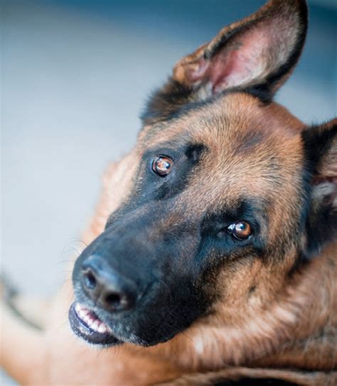 Learn About The German Shepherd Dog Breed From A Trusted Veterinarian