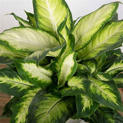 Dieffenbachia Plant The Perfect Plant For A T Alistair Floral Design