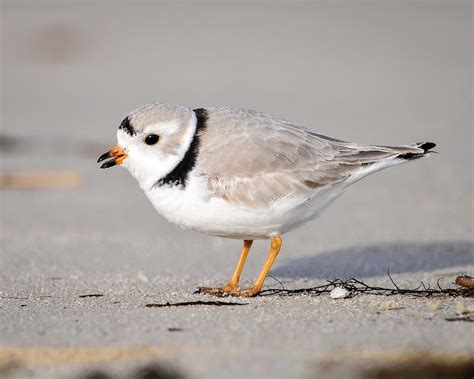Piping Plover Images Free Photos Png Stickers Wallpapers