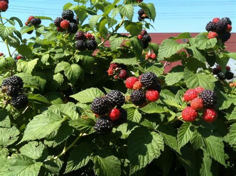 How To Grow Raspberries In The Pacific Northwest Drakes 7 Dees