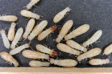 How Big Are Termites Size Guide Pestseek