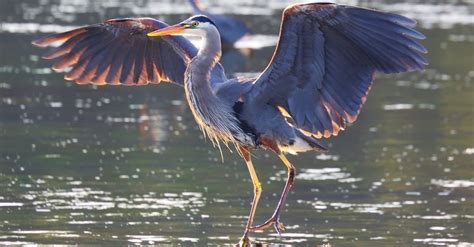 Heron Bird Facts | Incredible Facts, Pictures | AZ Animals