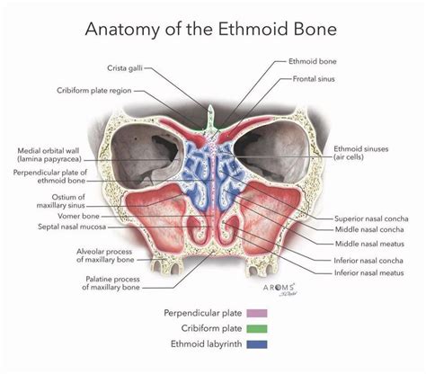Anatomy Of Ethmoid Bone Medizzy