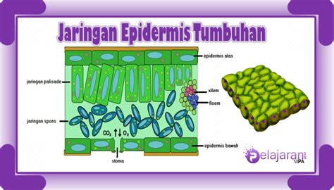 Jaringan Epidermis Tumbuhan Fungsi Ciri Ciri Dan Jenis Modifikasi