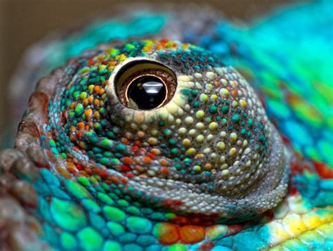 Chameleon Eyes Chameleon Eye Close Up