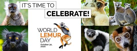 Madagascar World Lemur Day Rêve Découverte De Madagascar