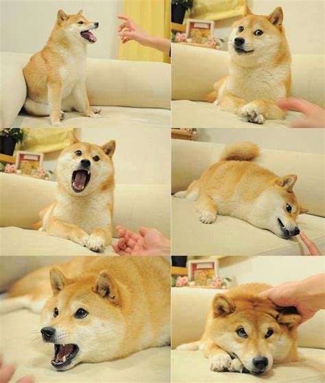 29 Wahrheiten In Doge Meme Face Doge Face Memes Dog Wallpapers Hd