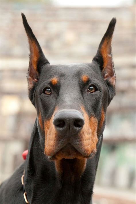 This Doberman Is A Full Grown Adult Dog They Are Big Dogs And Can Be