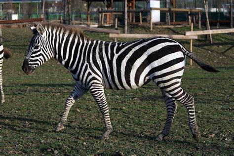 Plains zebra - Safari Ravenna loc. Mirabilandia