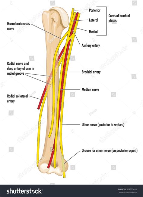 The Major Nerves And Arteries Of The Upper Arm Showing The Humerus